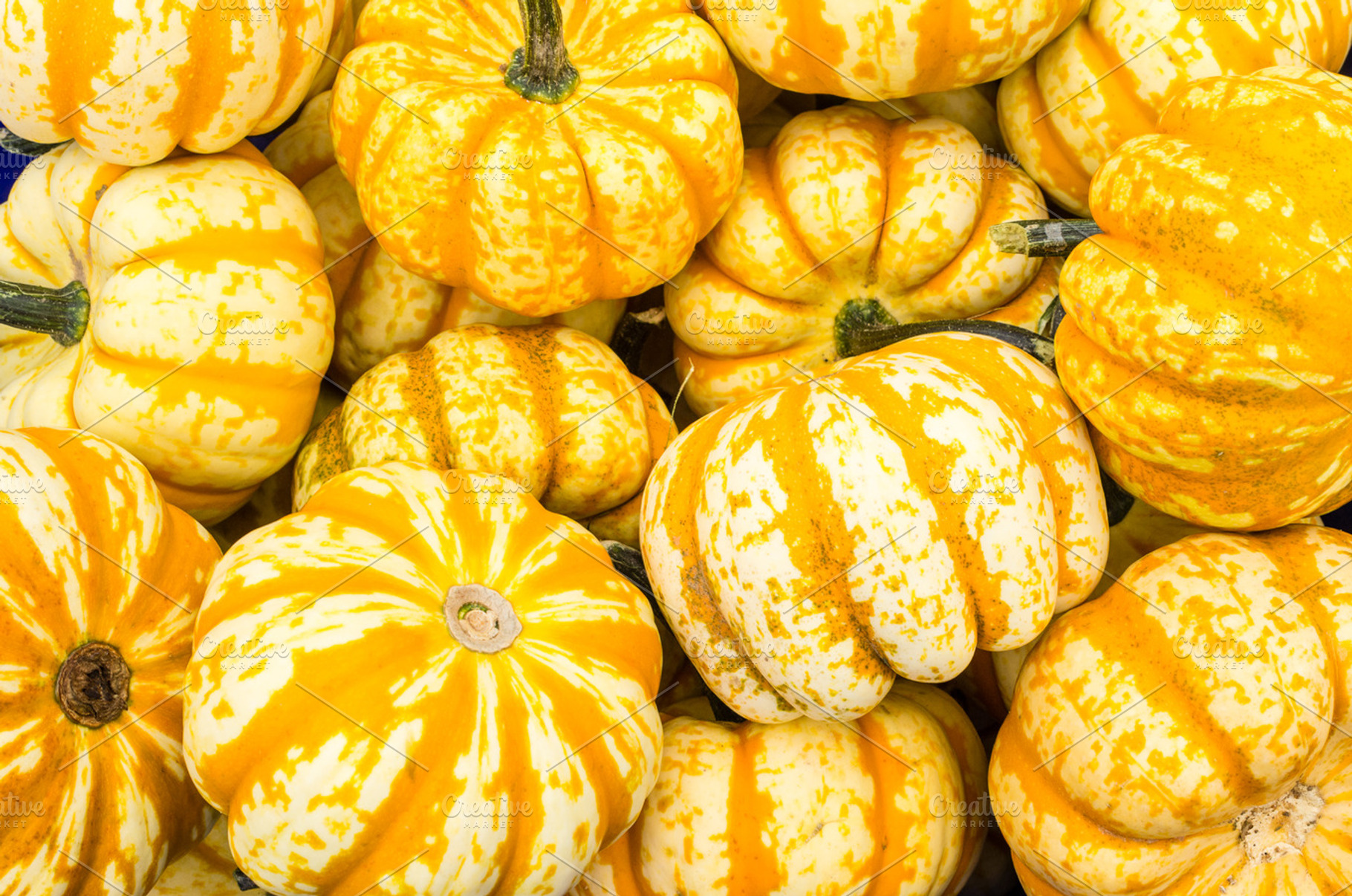 Orange Winter Squash On Display Featuring Food Diet And Squash