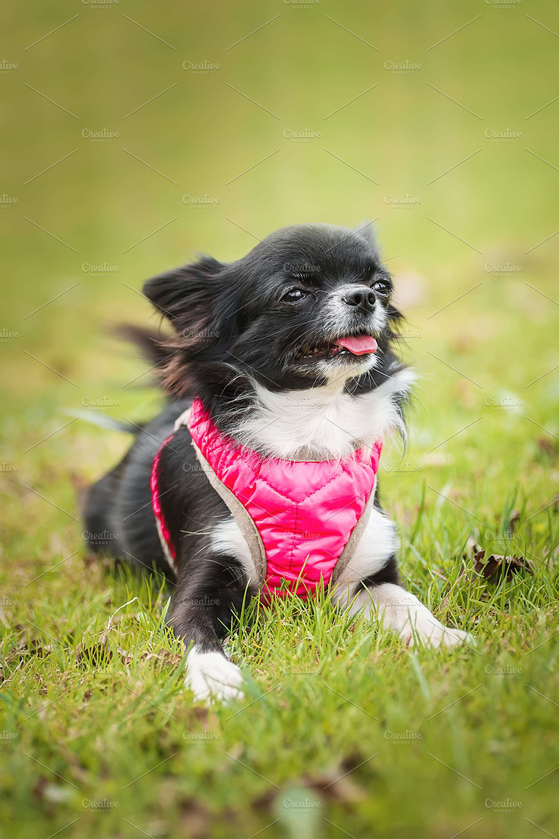 Funny little chihuahua dog plays on, an Animal Photo by AlexBush