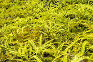 Lush green ferns in the Marquesas Islands, French Polynesia, a Nature Photo by GoodGoods