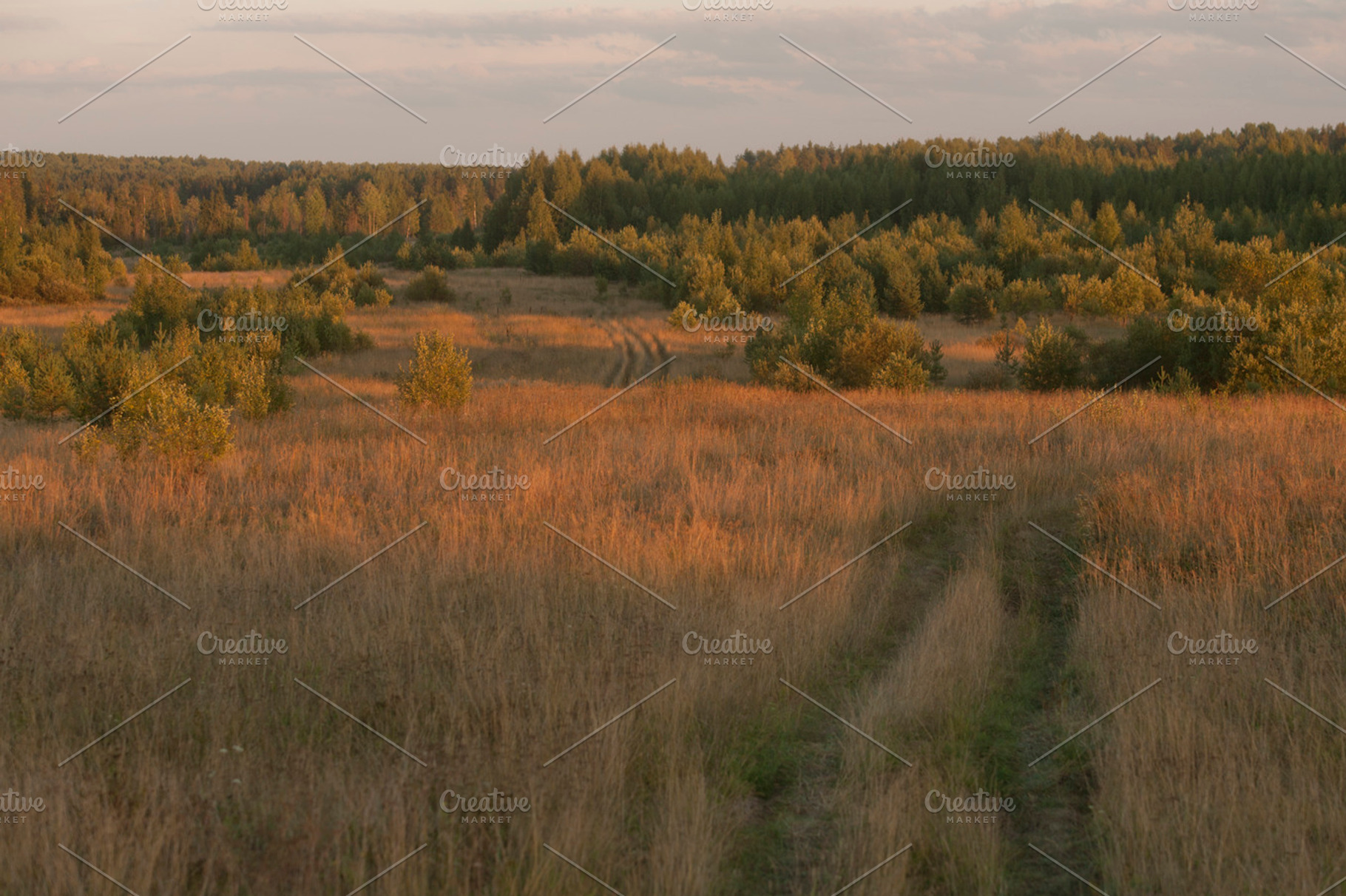 Autumn Field Containing Steppe Field And Bushes