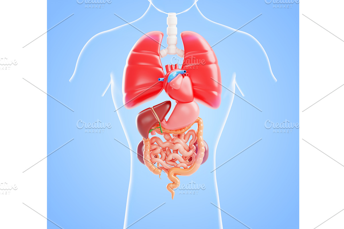 3D human body internal organs, a Healthcare Illustration by Marozhkastudio