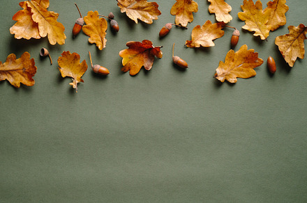 Autumn composition with dry oak leaves and acorns on vintage green background., a Holiday Photo by photoguns
