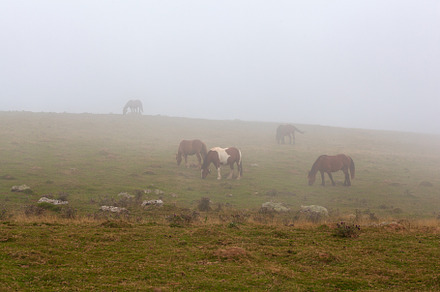Free range horses grazing along a mountain road in the Pyrenees on a foggy, an Animal Photo by Bepslabor