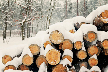 logs stacked under the snow in the forest, a Nature Photo by TanaCh