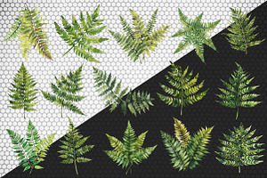 Watercolor Fern Green Leaves Clipart