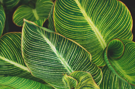 Closeup of Tropical Canna Leaves, a Nature Photo by René Jordaan Photography