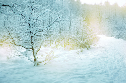 snowy forest landscape with ski trac