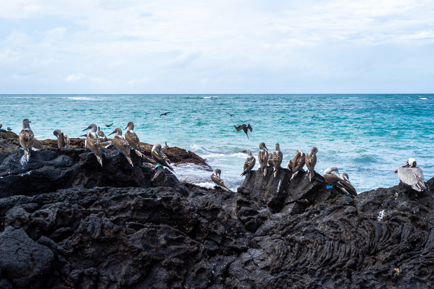 Blue-footed booby and pelican on volcanic rocks, Isabela Island,, an ...