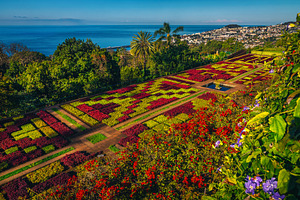 Amazing Botanical Garden of Funchal, a Nature Photo by Alpine Dreams