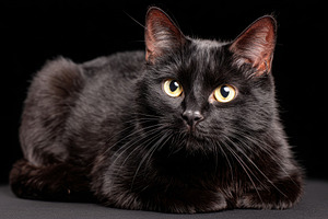 Close-up of a black cat on dark background, an Animal Photo by AlyaAnd