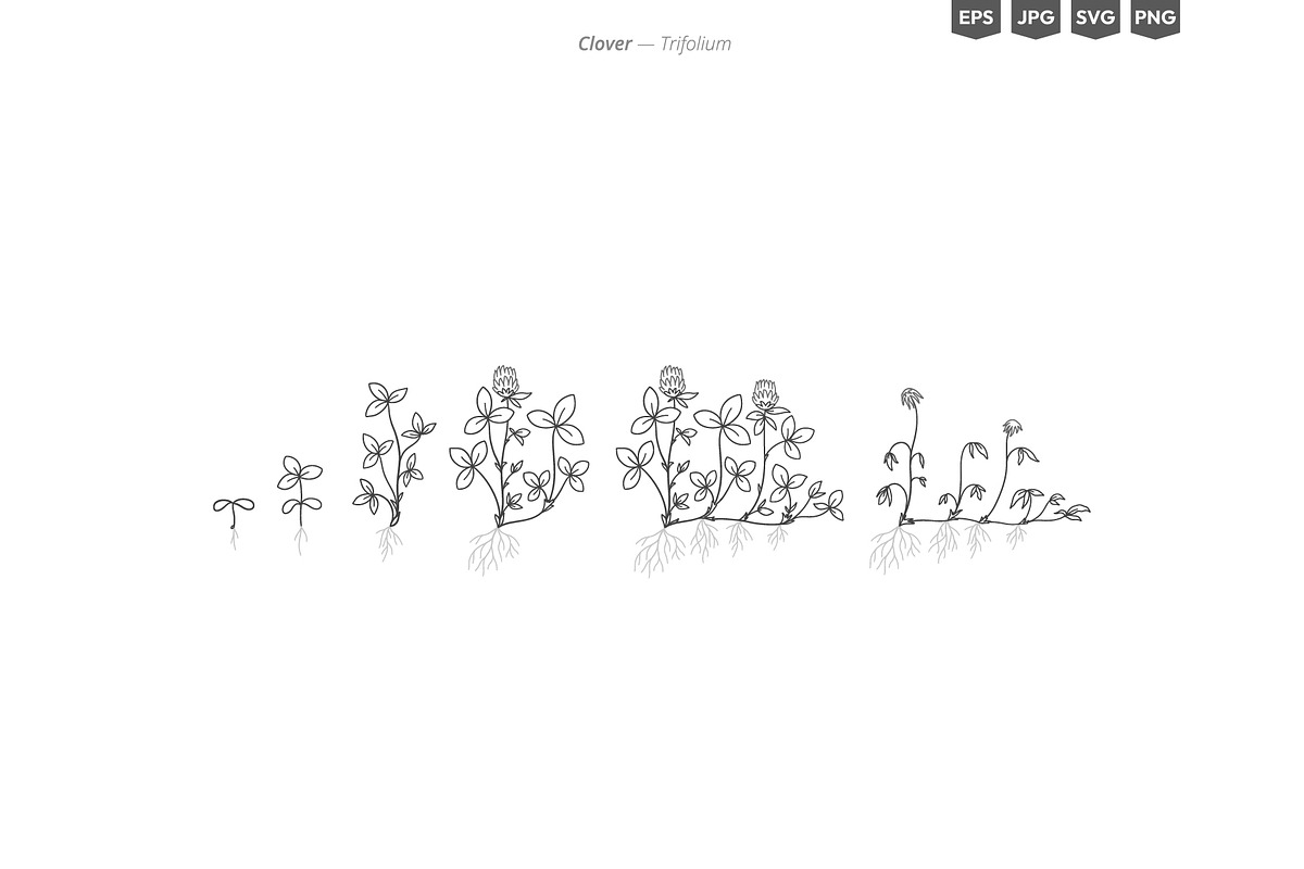 Plant Growth Stages, an Education Illustration by Ilia Design (Photo 7 of 11)