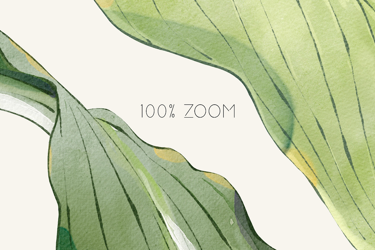 HOSTA watercolor floral set, a Decorative Illustration by Yuliia Lashevska (Photo 7 of 12)