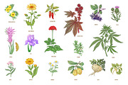 Set 40 hand drawn plants., an Object Graphic by MarinaVorontsova (Thumbnail 5 of 8)
