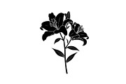 Black Lily Flower Vector Bundle, an Illustration by Designs_River (Thumbnail 32 of 51)