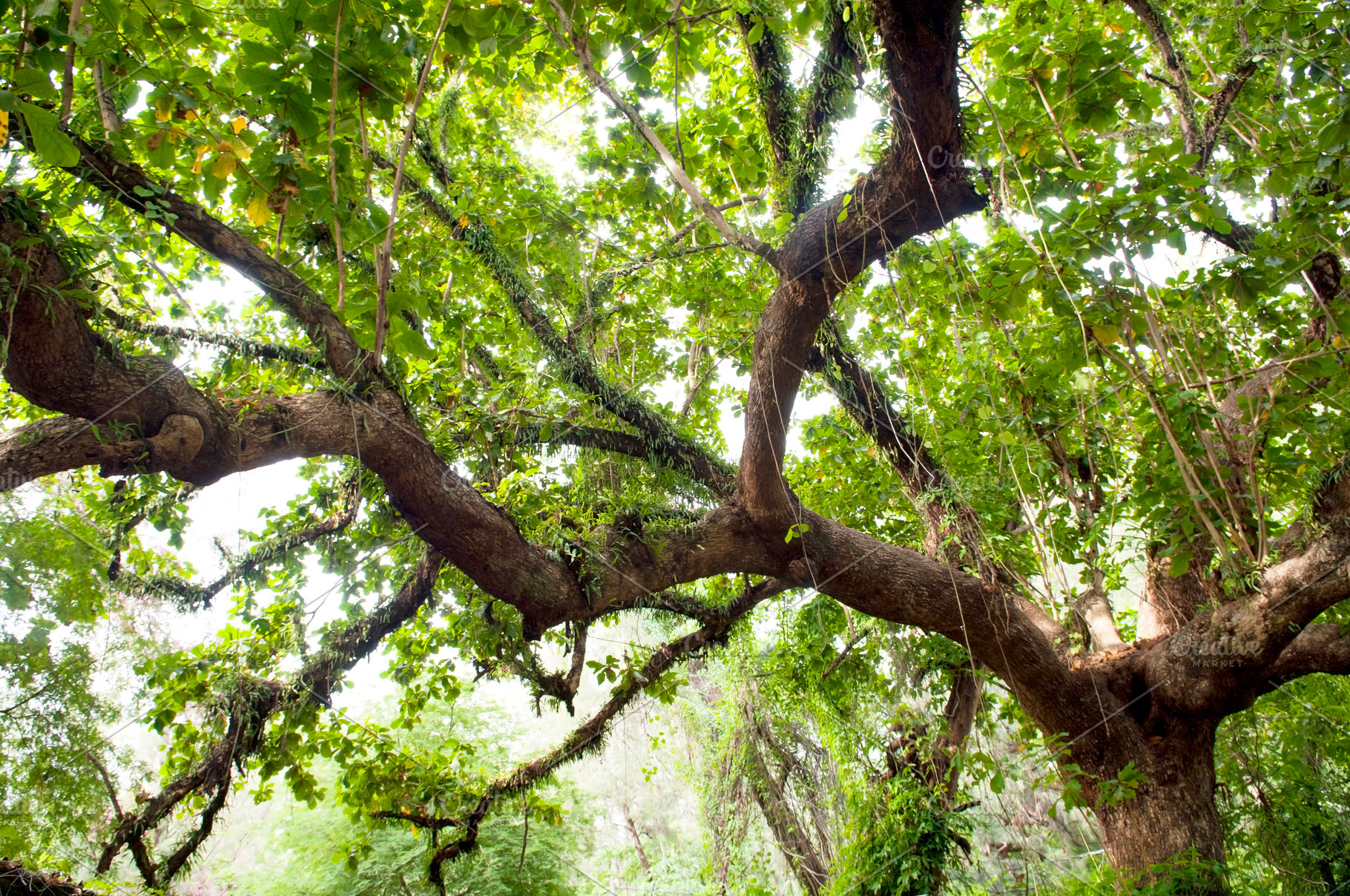 Thick Jungle Canopy, a Nature Photo by THP Creative