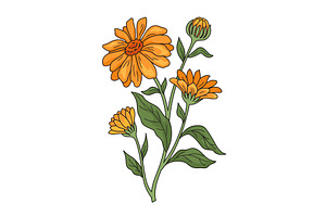 Calendula Medical Plant