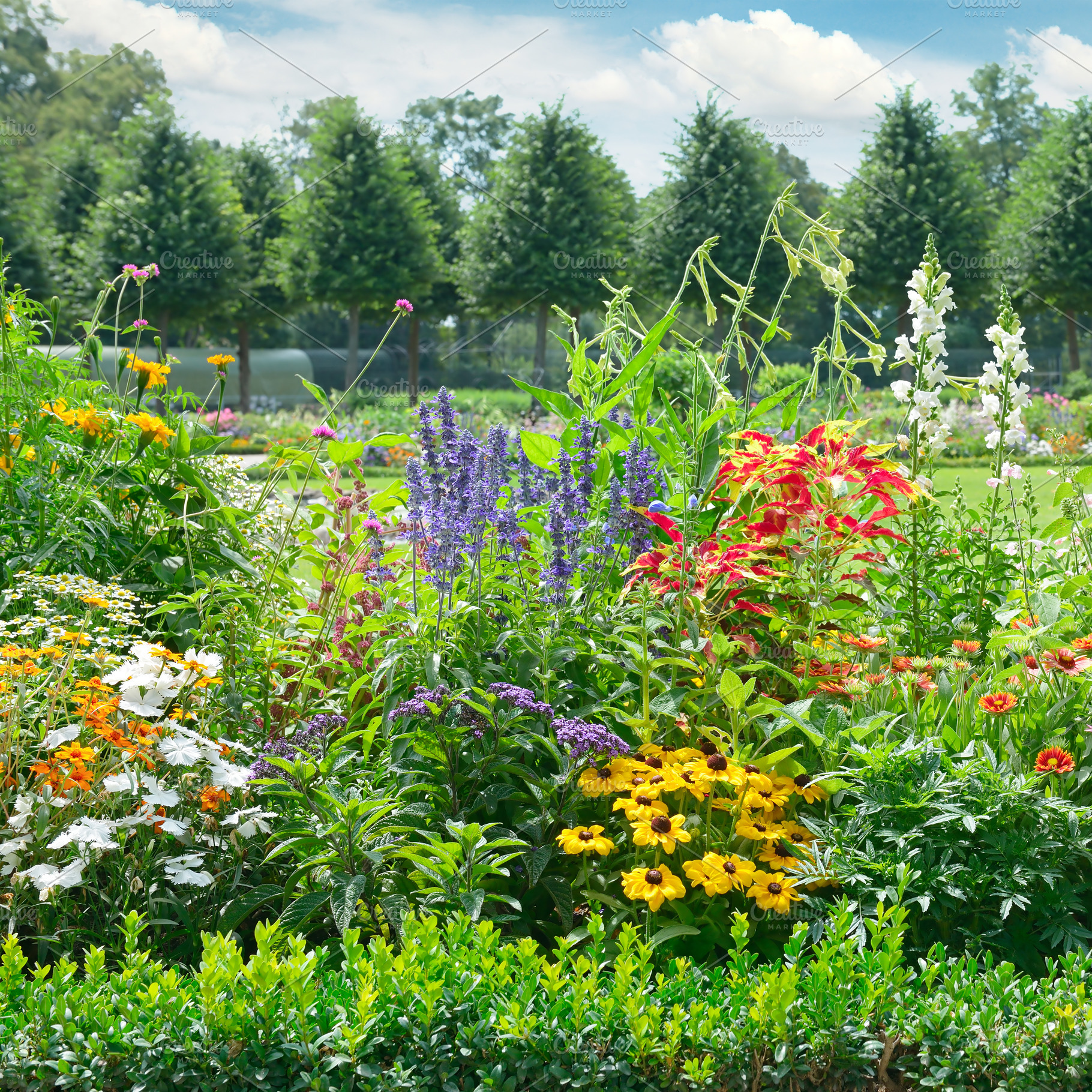 Blossoming flowerbed in the park, a Nature Photo by Serg64