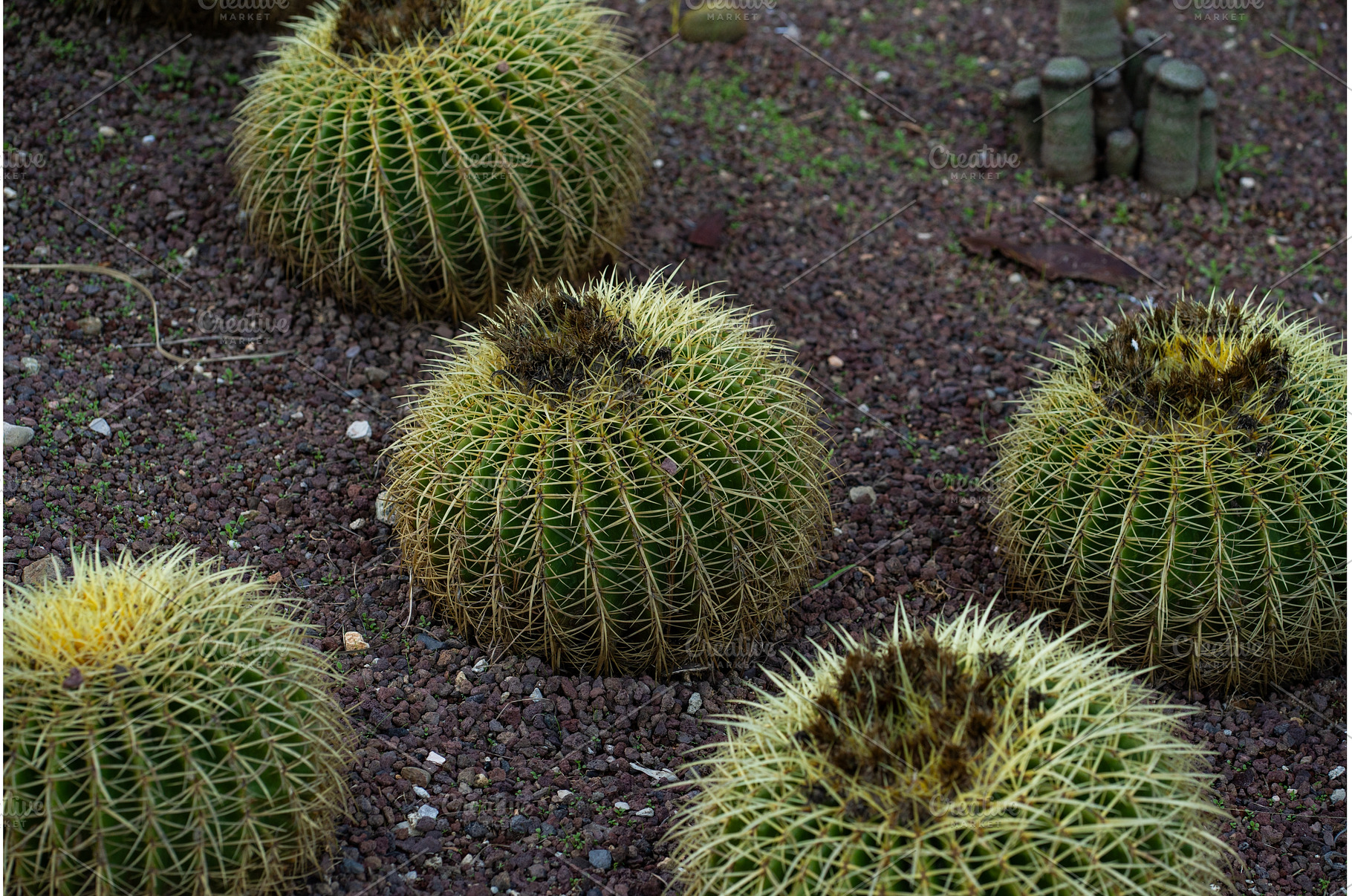 Golden barrel cacti growing in rows, a Nature Photo by volodymyrshtun13795