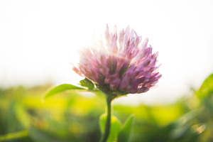 Clover and sunlight
