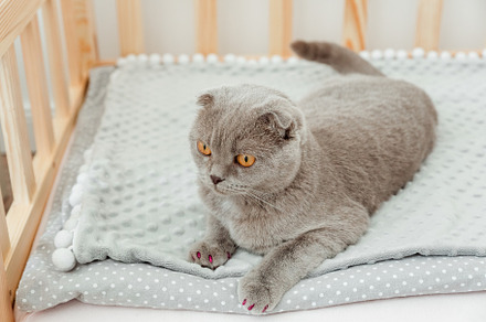 Cute grey Scottish fold cat, an Animal Photo by Kolomiyets Viktoriya