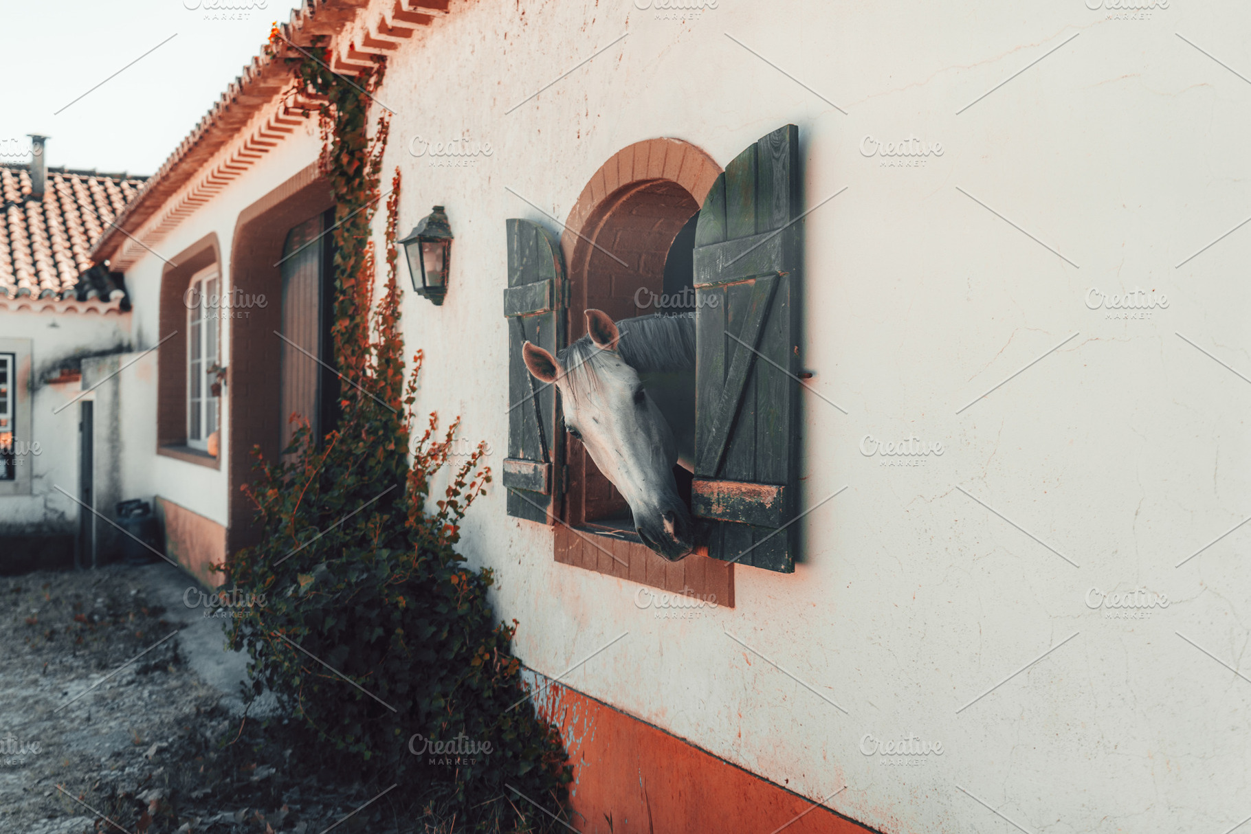 Gray Horse at Rustic Stable Window, an Animal Photo by SkyNext