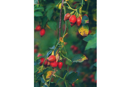 Rose hips in the garden. Selective, a Food & Drink Photo by yanadjana