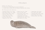 Ocean Species Set - Hand-drawn PNGs, an Animal Illustration by LaurenFittonIllustration (Thumbnail 2 of 10)