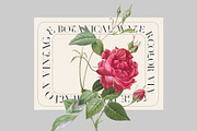 VINTAGE FLOWERS Watercolor Png Set, an Object Graphic by Oksana Trygub (Thumbnail 2 of 8)