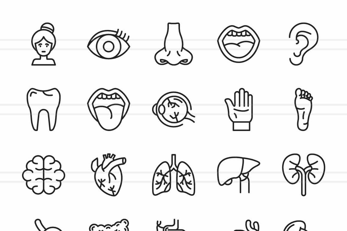 50 Human Anatomy Icons, an Icon by IconBunny (Photo 2 of 2)