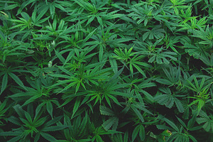 Hemp-Cannabis Clones