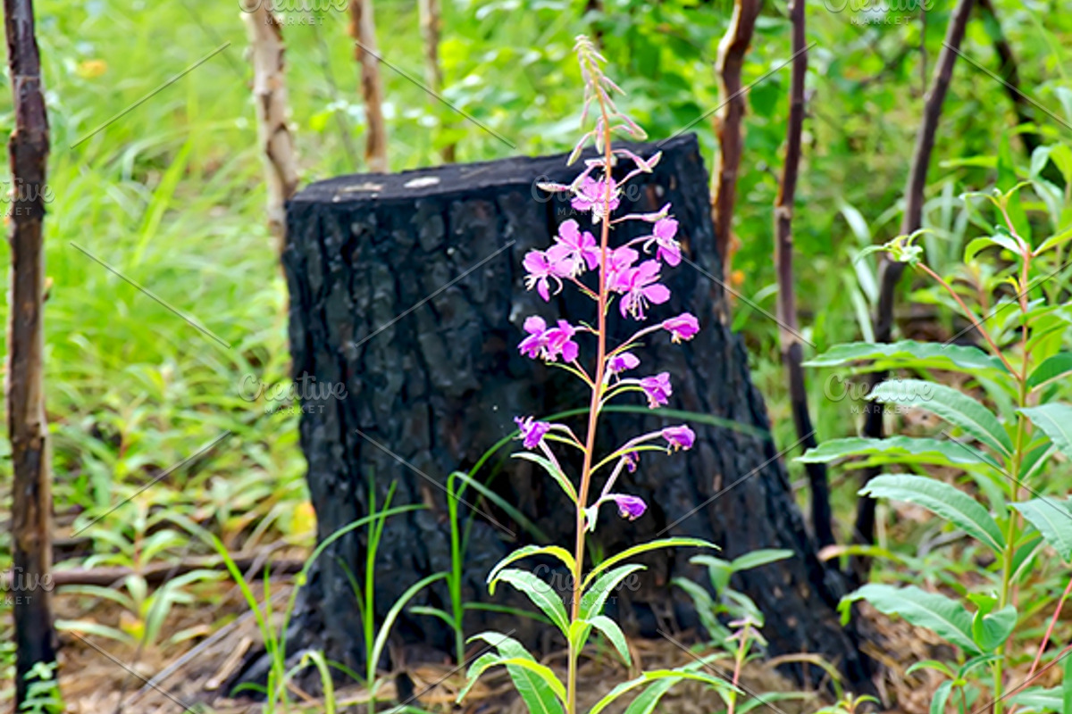 Flowers on the ashes, a Nature Photo by rezkrr (Photo 1 of 4)