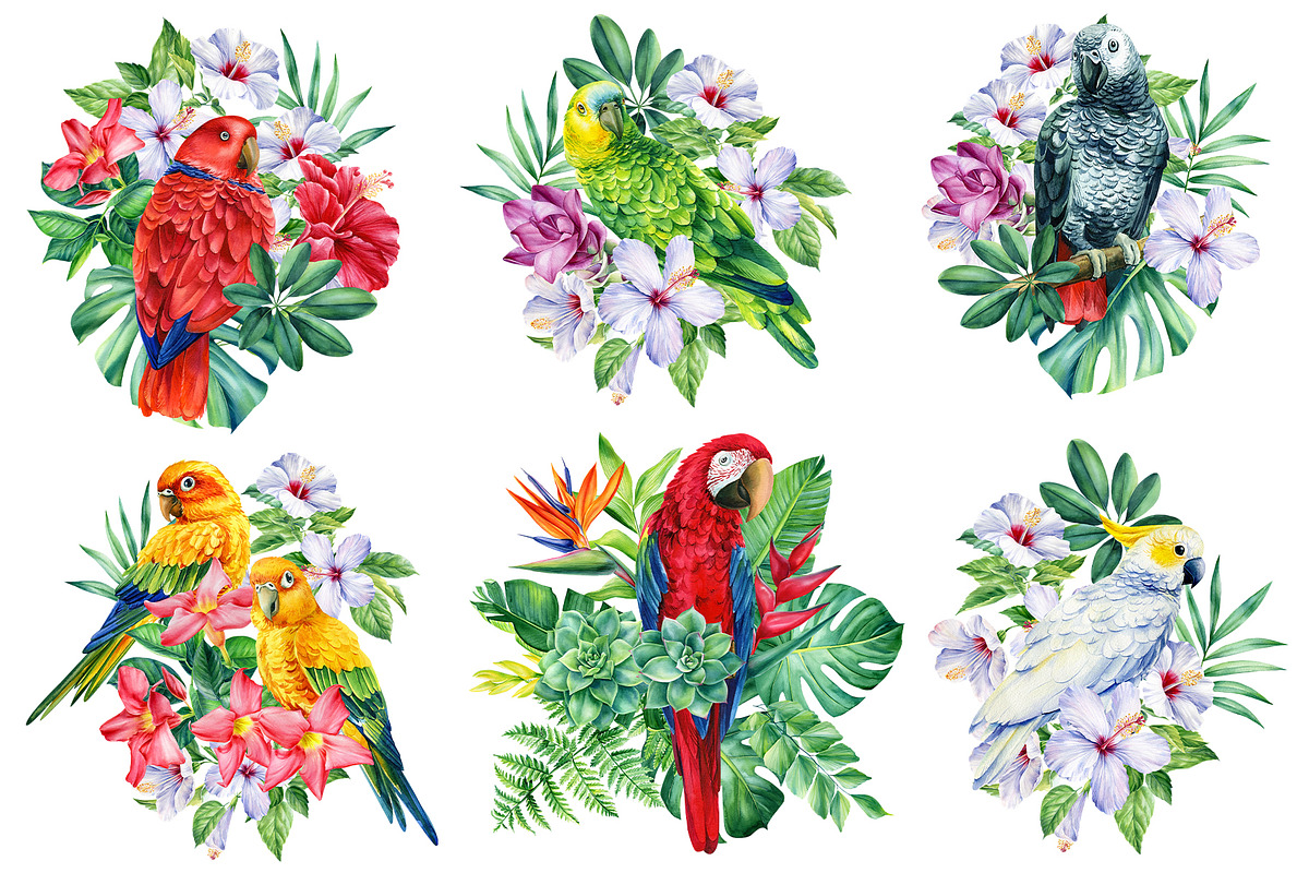 Tropical birds watercolor clipart, an Animal Illustration by Hanna Hryharenka (Photo 6 of 12)