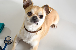 Cute Chihuahua at Veterinary Checkup Table