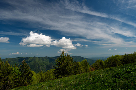 Dense forest with background, a Nature Photo by Elena Vagengeim