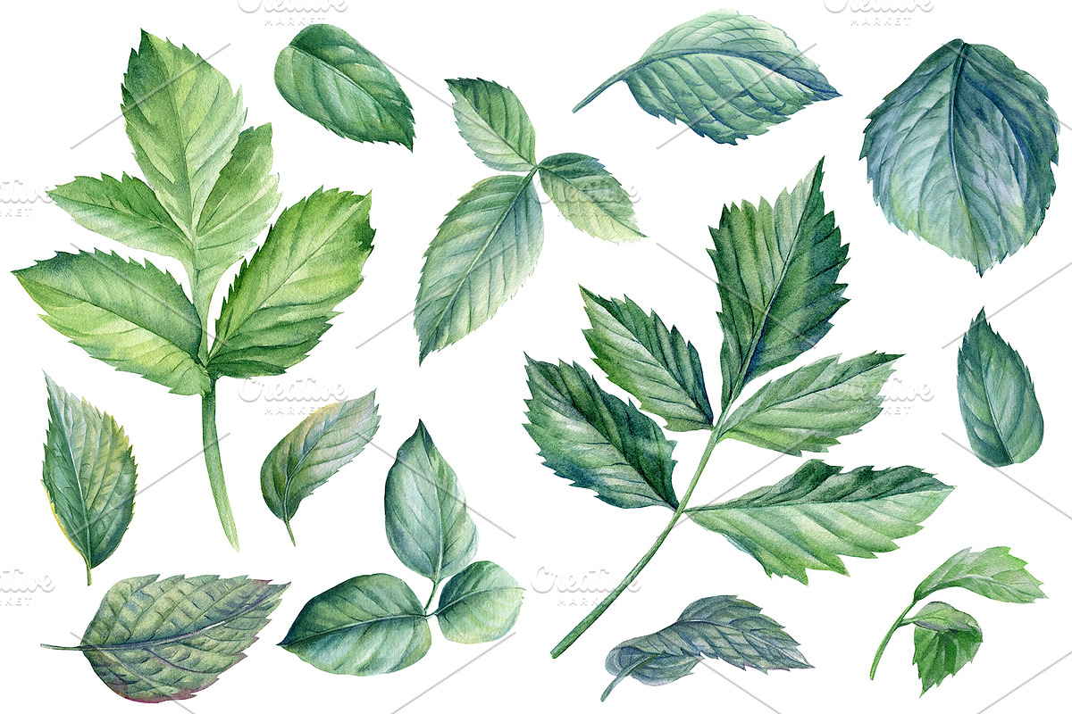 Delicate flowers, a Decorative Illustration by Hanna Hryharenka (Photo 6 of 13)