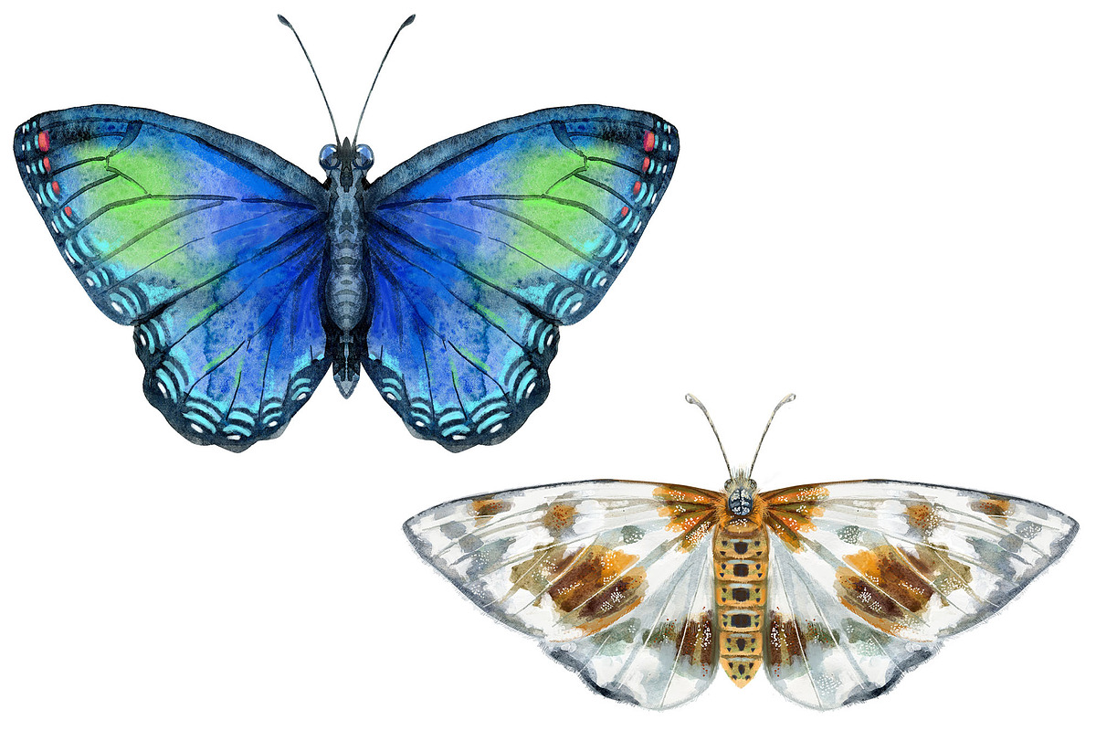 Watercolor butterflies 2, an Animal Illustration by Watercolor fantasy (Photo 2 of 5)