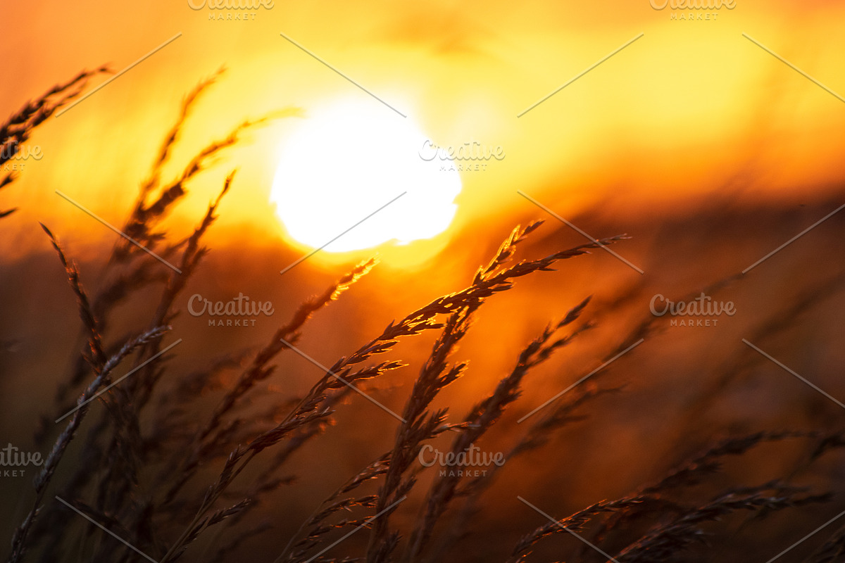 Cropfield sunset Bundle, a Nature Photo by Photo shack (Photo 4 of 6)