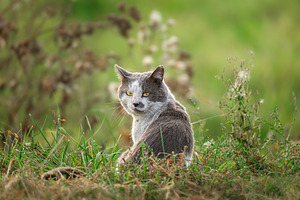 Grey striped cat posing in pine summ, an Animal Photo by AlexBush
