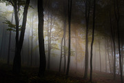 Light Shaft Lightroom Presets, a Plug-in Add-On by Click Click Studio (Thumbnail 4 of 10)