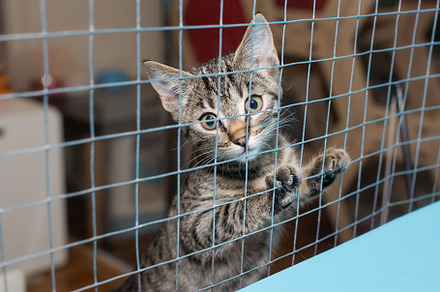 Little kitten in a shelter cage