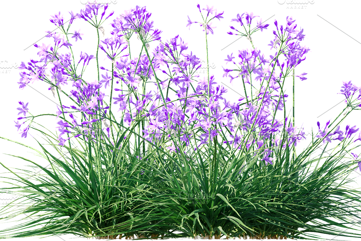 81 Farm Plants Photo Overlays, a Nature Photo by KenScape (Photo 4 of 4)