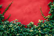 99 Frames of green leaves, a Nature Photo by Handmadefont (Thumbnail 73 of 100)