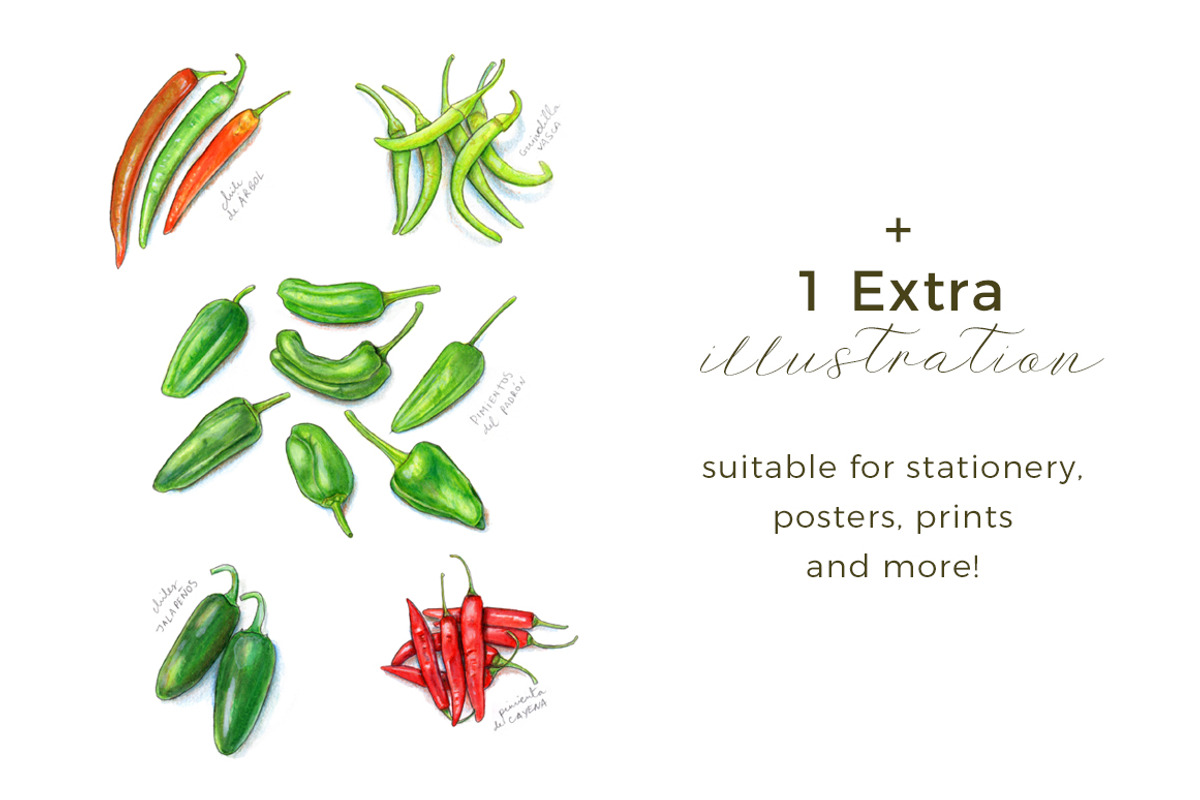 Hot Chili Peppers | 5 Cliparts, a Food Illustration by Miriam Figueras (Photo 4 of 4)