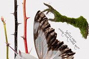 Hollow: Mystical Forest Collage Pack, an Object Graphic by Purple (Thumbnail 3 of 13)