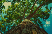 98 Trees view from below, a Nature Photo by Handmadefont (Thumbnail 64 of 98)