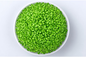 A plate of fresh microgreens is, a Food & Drink Photo by ZinetroN