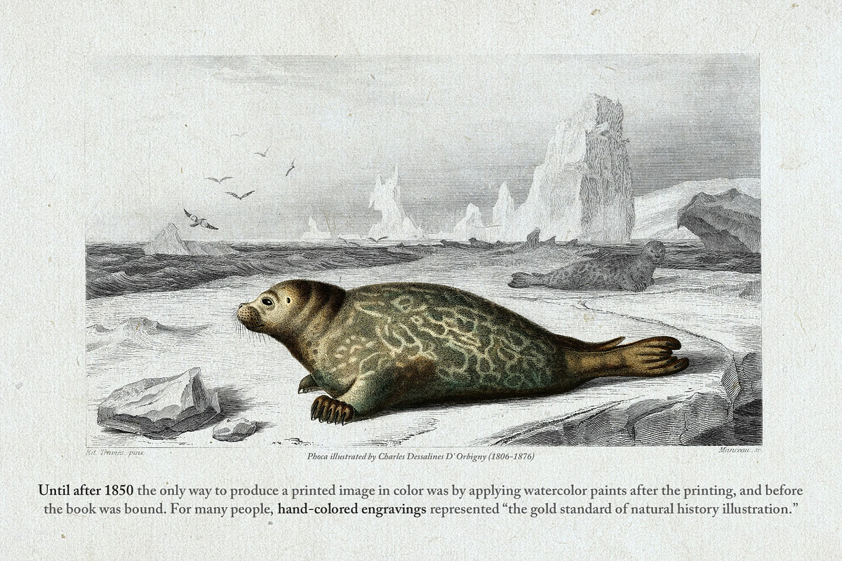 Hand Colored Engraving Procreate Kit, a Brush Add-On by Digi Life (Photo 8 of 10)