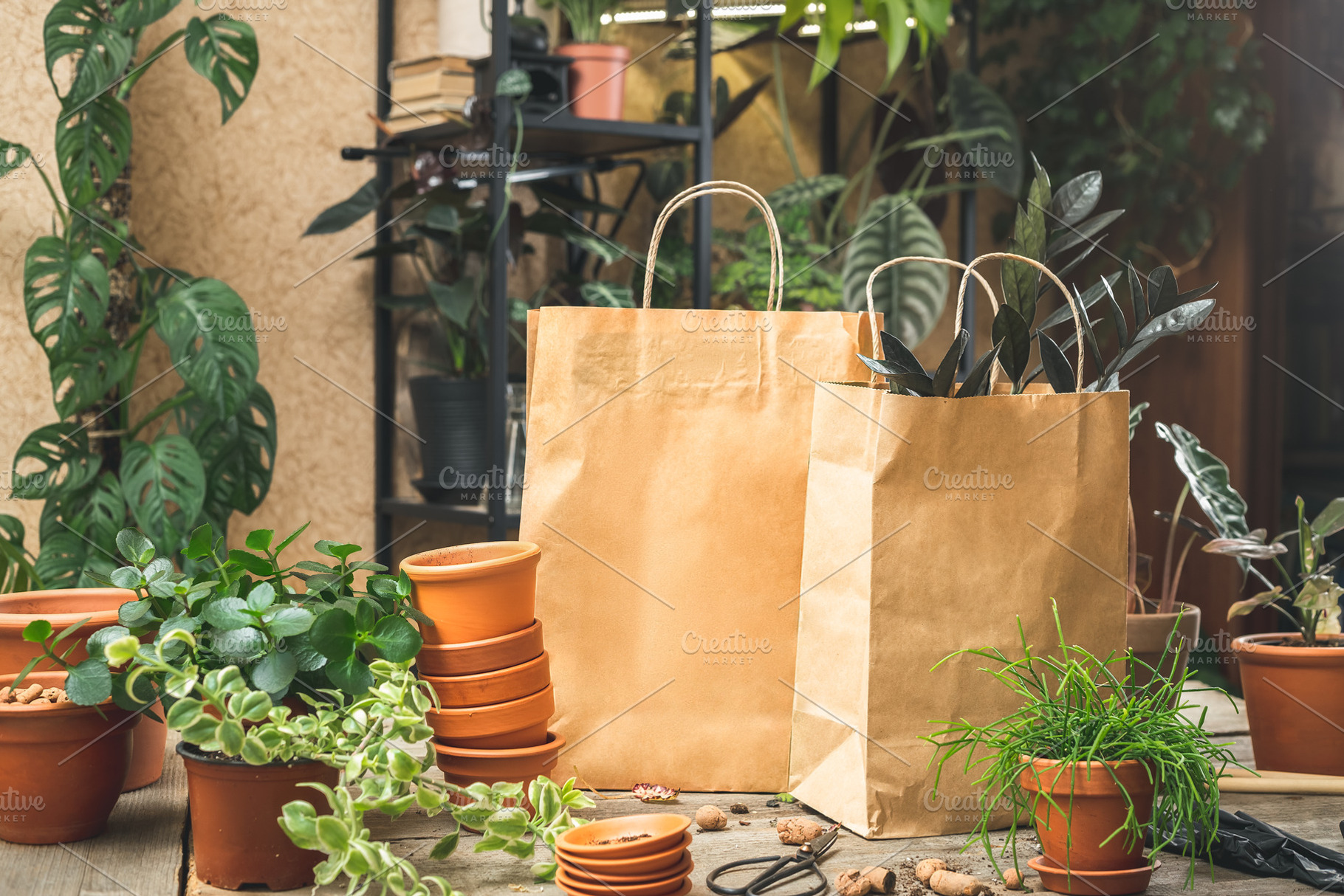 Buying house plants at plant store, a Photo by Andriana Syvanych