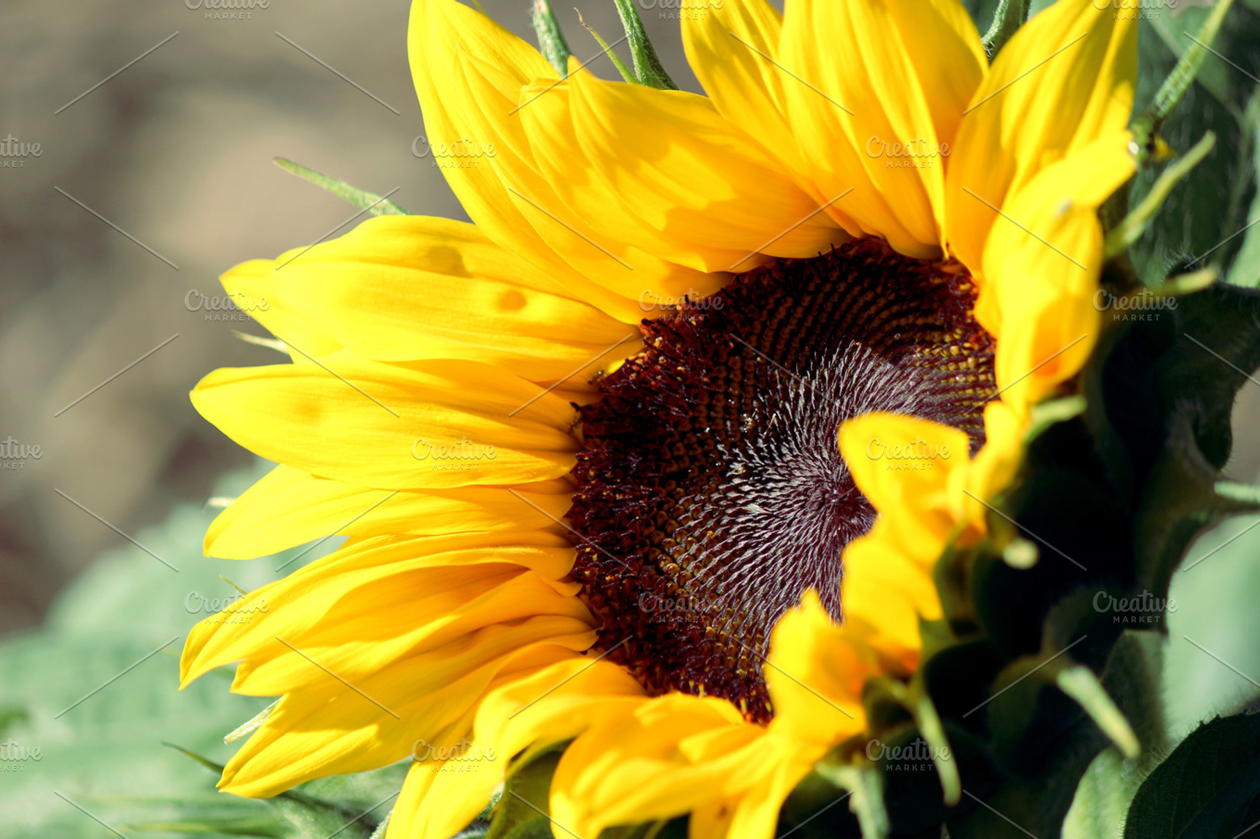 Bright sunflower stock photo containing sunflower and flower, a Nature Photo by Erica Patstone