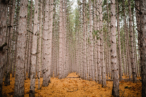 Old Pine